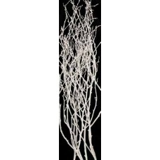 BIRCH BRANCHES 3-4' Painted White 